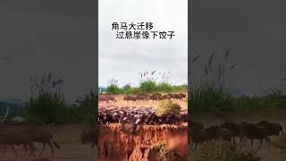 This is a spectacular scene of animal migration wild animals are close up it is rare to see [upl. by Rikki]