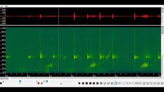 Nathusius pipistrelle echolocation and social calls time expanded x 10 [upl. by Kerrill]