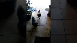 Comment parler à ses poules [upl. by Alanna]