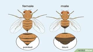 Biology of Drosophila melanogaster [upl. by Nivert]