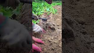 Farmers harvest sweet potatoes in autumn a type of sweet potato with red skin and sweet taste [upl. by Siana156]