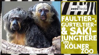 Kölner Zoo JUNGTIERE im ArnulfundElizabethReichertHaus 😍  zoosmedia [upl. by Idnar934]