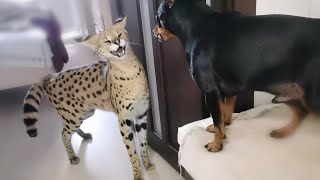 Serval and pincher sort things outServal meows [upl. by Jeffrey215]