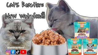 Cat Food Review  Goodest  Elahdventure [upl. by Rea862]