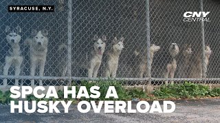 More than two dozen huskies looking for new home SPCA urges importance of spay and neutering [upl. by Ahsaf]