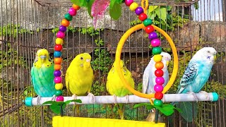 Bird Garden  Colorful Birds  Breathtaking Nature Wonderful Bird Songs  Relaxing Bird Sounds 4K [upl. by Errehs210]