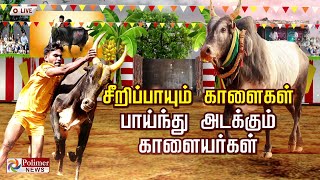 🔴LIVE  Polimer News Live  வன்னியன்விடுதி புதுக்கோட்டை ஜல்லிக்கட்டு [upl. by Phyllida]