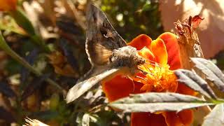 Interesting moth eating flower nectar [upl. by Bedad]