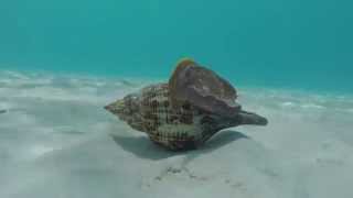 Giant Atlantic Sea Snail [upl. by Nwahsir]