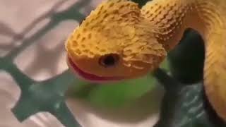 Baby atheris hispida makes squeak [upl. by Iseabal856]