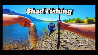 Bonneville Dam Shad Fishing Bank Fishing  2024 Columbia River [upl. by Nitnert]