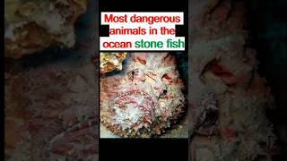 most dangerous animals in the oceanshortsstonefishseaoceananimalstrending [upl. by Hillier]