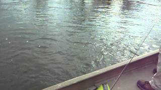 Fly fishing for King Salmon on the Manistee river [upl. by Assira]