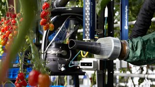 Robotic Tomato Harvester Helps Shape the Future of Tomato [upl. by Akiemat612]