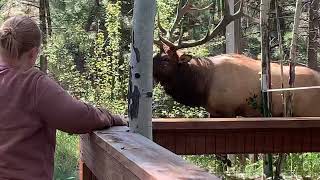 GIANT Bull Elk in Estes Park Colorado [upl. by Ok]