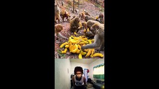 MONKEY MADNESS Watch These Bananas Drive Primates CRAZY Like a Pandemic 🍌🐒😱 [upl. by Clarhe]