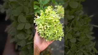 Hydrangea garden paniclehydrangea hydrangeas texasgardening gardenflowers [upl. by Albers613]