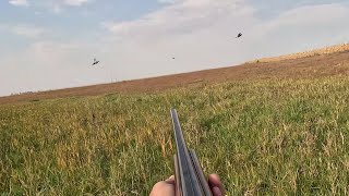 South Dakota Pheasant Hunting 106 10122024 [upl. by Nahs]