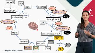 Krebsův cyklus a dýchací řetězec krátké video [upl. by Aynot]