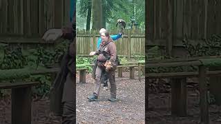 LIVE SPECIAL FALCONRY KESTRELS BIRD AIR DISPLAY LONGLEAT CENTRE PARCS UK2024 [upl. by Solim]