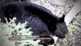 Archers Choice w Ralph amp Vicki  Bear’N Down Alberta Style  Outdoor Channel [upl. by Wardieu]