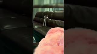 Cat funny video😂😅😅 shorts youtubeshorts short funny funnycute funnycat cat pet cute comedy [upl. by Rodge]