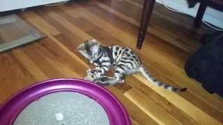 How to HarnessLeash Train Your Cat  Pt 1 Baby Bengal Kitten Isis [upl. by Stets]