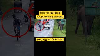 Biker escapes before elephant attack🫣shorts shortvideo elephant wildlife attack viral tiktok [upl. by Ludovika]