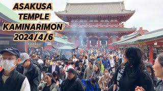 ASAKUSA KAMINARIMON IFLUX OF FOREIGNERS 202446 SAKURA SEASON NO EDITING VIDEO [upl. by Mcculloch797]