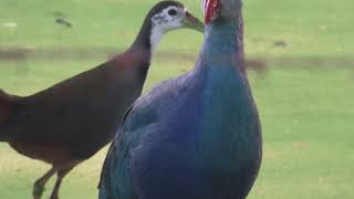 Greyheaded Swamphen 22 11 24 S Knld Rd 2 [upl. by Glimp276]