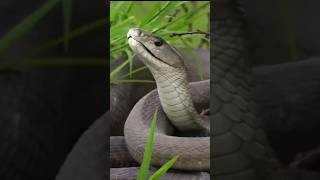 Black Mambas Facts About the Worlds Deadliest Snake [upl. by Mohl]