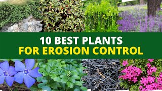 10 Best Plants for Erosion Control 👍👌 [upl. by Noedig]