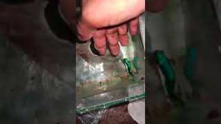 Betta fish breeding day 3 animals ulagam tamil shorts [upl. by Dallman347]