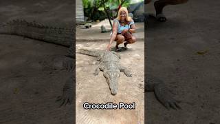 I visited a Crocodile Pool in Gambia and this happened crocodile wildlife banjul gambia [upl. by Sirmons]