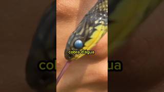 ENCONTREI UMA COBRA NA FAZENDA Erythrolamprus poecilogyrus biologia shorts [upl. by Shoifet]