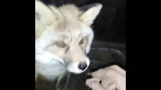 2266 How to teach a wild fox not afraid a hands WildRedFox animals shorts [upl. by Nnyleahs]