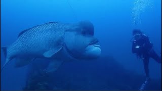 Facts The Asian Sheepshead Wrasse Kobudai [upl. by Dabney814]