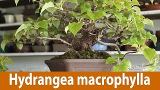 121 Hydrangea macrophylla  Japanese Hydrangea Flowering Bonsai [upl. by Christian]