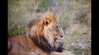 🎥 KGALAGADI SERIES DAY 3 Lions in Our Camp 🦁🔥 Part 1 [upl. by Boaten]