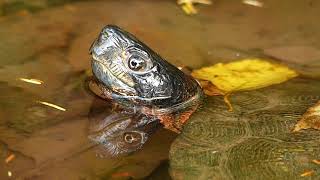 A Wood Turtle Glyptemys insculpta Looking for a Place to Hibernate [upl. by Ethbinium6]