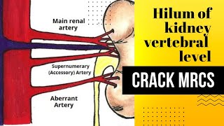 Hilum of the kidney located at the level of vertebra MRCS question solve [upl. by Anhpad687]