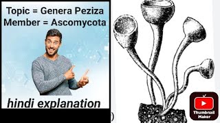 Topic  Peziza fungi structure classification reproduction for Bsc Botany unit Mycology [upl. by Irrek]