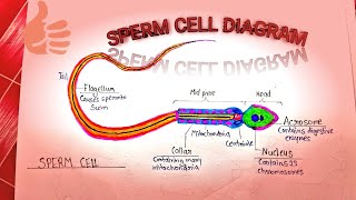 Most important diagramSPERM CELL very easy way step by step [upl. by Ekusoyr690]