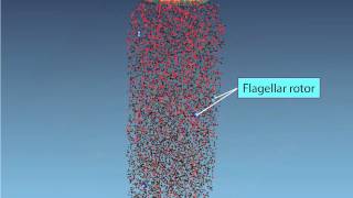 Chemotaxis Molecular Events [upl. by Standish]