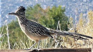 Greater Roadrunner Bird  Communication Calls [upl. by Serafina]