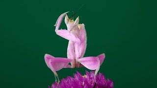 “Orchid Mantis The Flower that Hunts – Nature’s Master of Disguise” [upl. by Elvina]