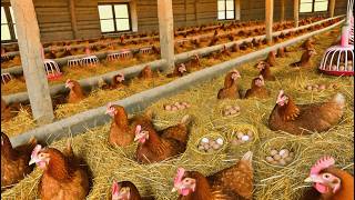 How to Start a Poultry Egg Business  Collecting Chicken Eggs amp Raising Chicks [upl. by Assenav]