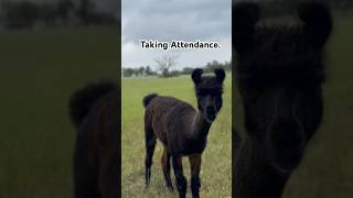 Daily Head Count ranching barnyard countrylife cowvideos llamas ranchlife countryliving [upl. by Johannah]