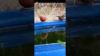 DES PETITS OISEAUX TRANSFORMENT Mon JARDIN En PARADIS AQUATIQUEquot shortsviral birdsamarante [upl. by Eiclud561]