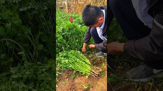 Among the fresh vegetables that can survive the winter is the delicious iron coriander gardening [upl. by Sheela304]